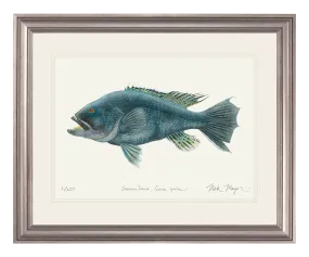 Black Sea Bass Original Watercolor Painting