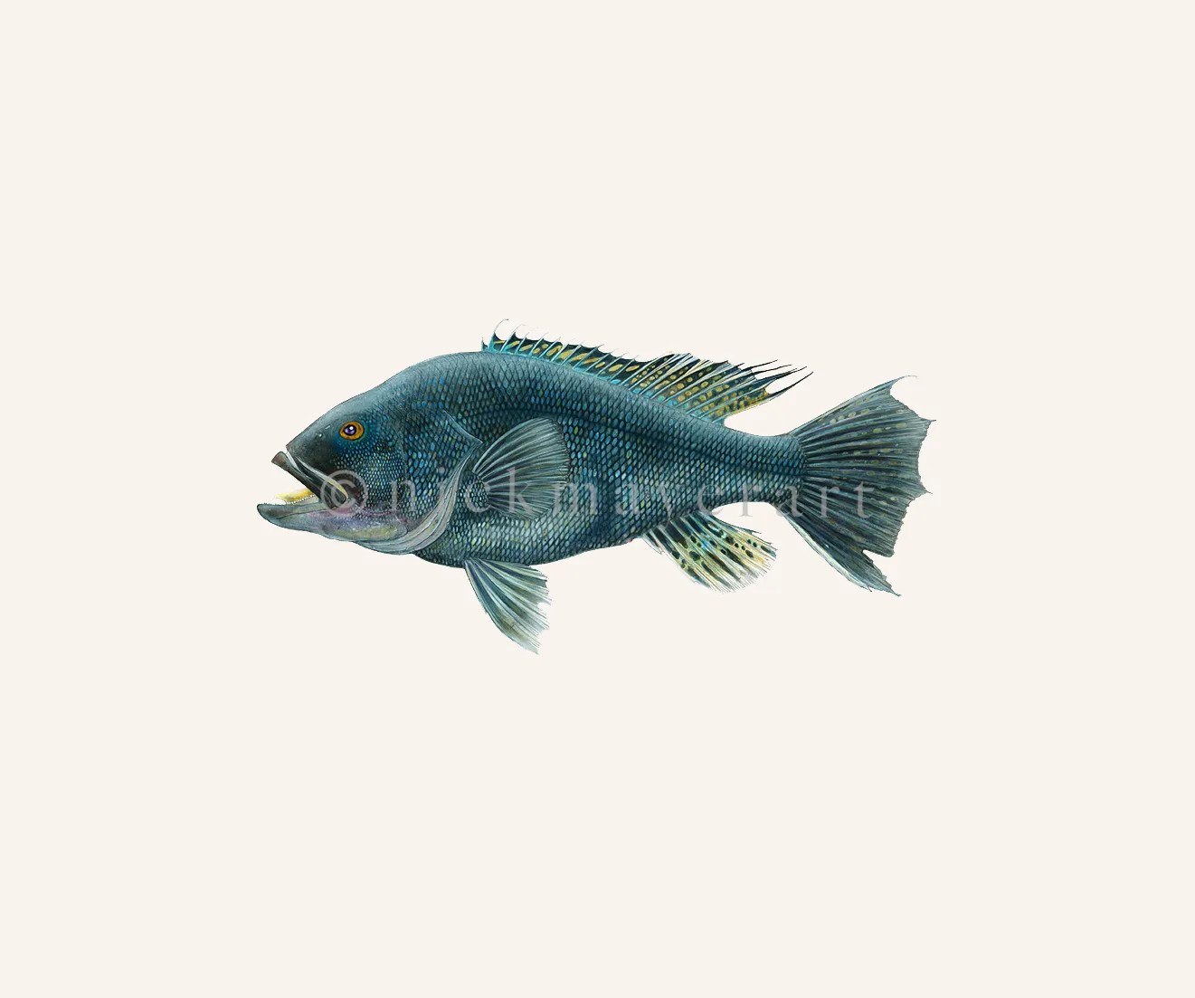 Black Sea Bass Original Watercolor Painting