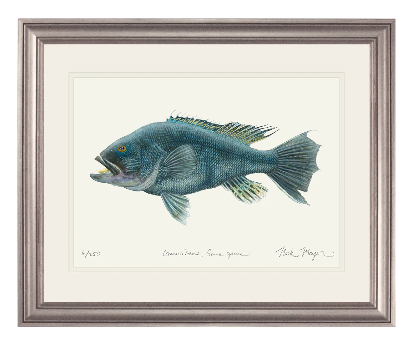 Black Sea Bass Original Watercolor Painting