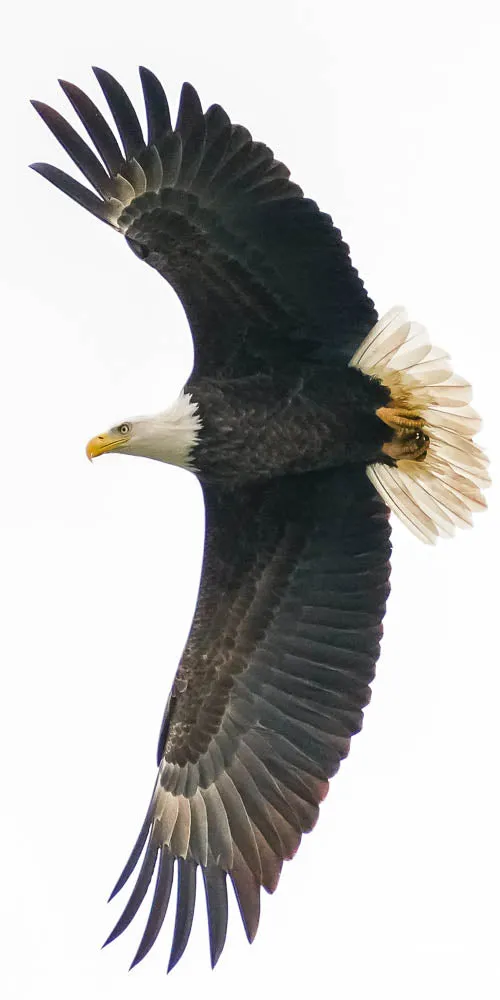 Boomerang Bald Eagle Fine Art Landscape Photography Print